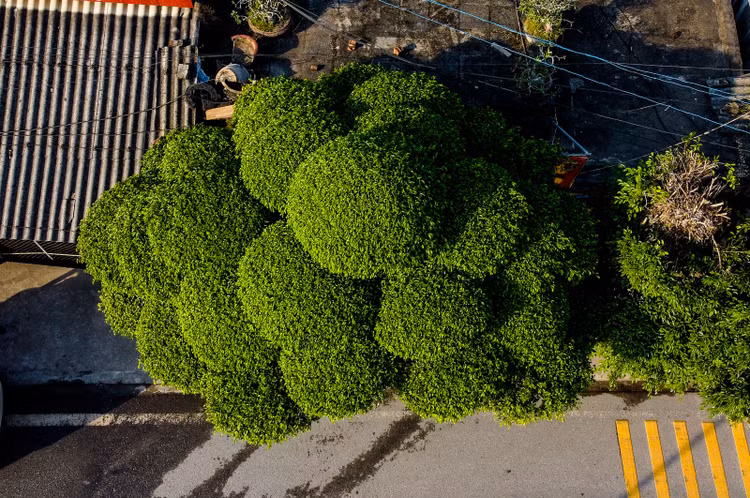 Muc so thi cay sanh dang lao doc nhat Viet Nam-Hinh-4