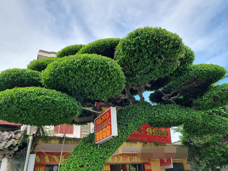 Muc so thi cay sanh dang lao doc nhat Viet Nam-Hinh-3