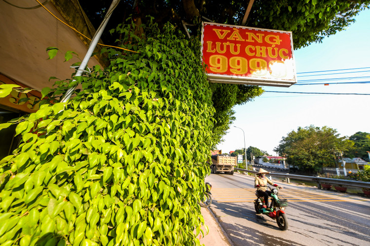 Muc so thi cay sanh dang lao doc nhat Viet Nam-Hinh-7