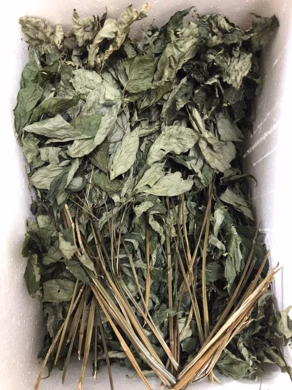 Bi mat loai la kho dat nhat Viet Nam, ca tram trieu/kg