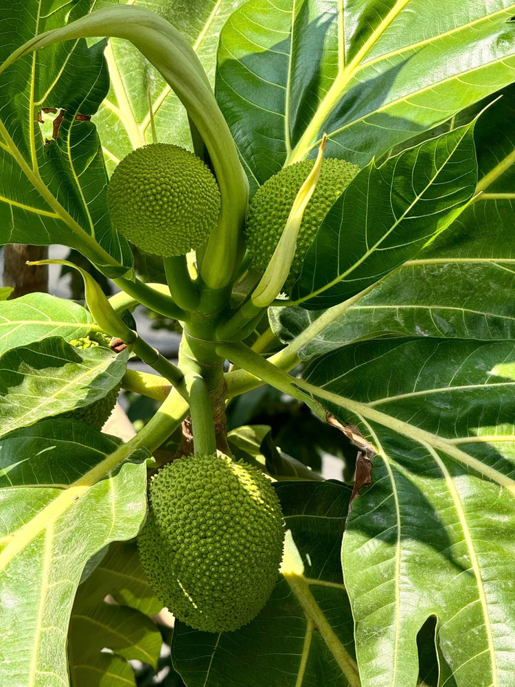 Toan canh biet thu ngap tran cay trai cua NSND Trinh Kim Chi-Hinh-7