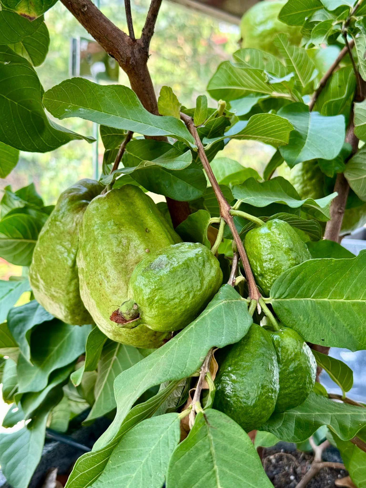 Toan canh biet thu ngap tran cay trai cua NSND Trinh Kim Chi-Hinh-5