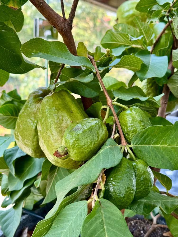 Toan canh biet thu ngap tran cay trai cua NSND Trinh Kim Chi-Hinh-5