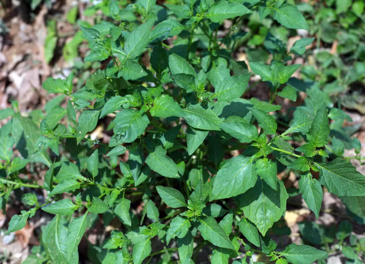 3 loai rau dai cho lon an thanh dac san hut khach thanh pho-Hinh-9