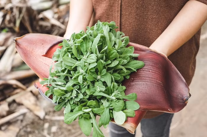 3 loai rau dai cho lon an thanh dac san hut khach thanh pho-Hinh-6