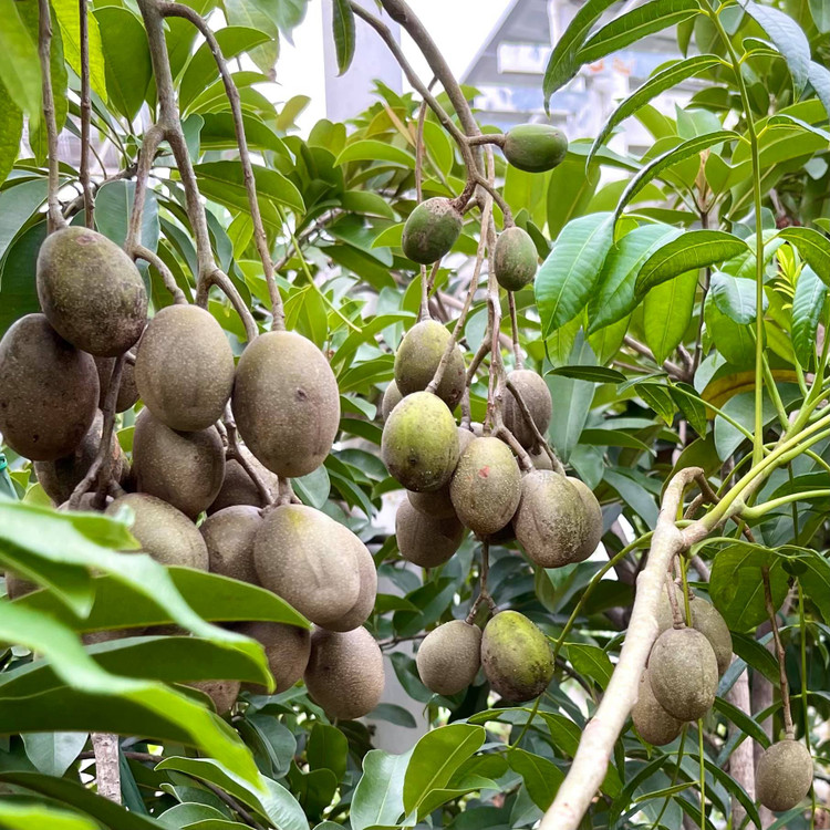 Biet thu san vuon nhu trong co tich cua MC Quyen Linh-Hinh-10