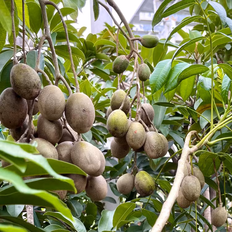 Biet thu san vuon nhu trong co tich cua MC Quyen Linh-Hinh-10