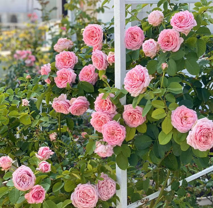 Biet thu san vuon nhu trong co tich cua MC Quyen Linh-Hinh-4