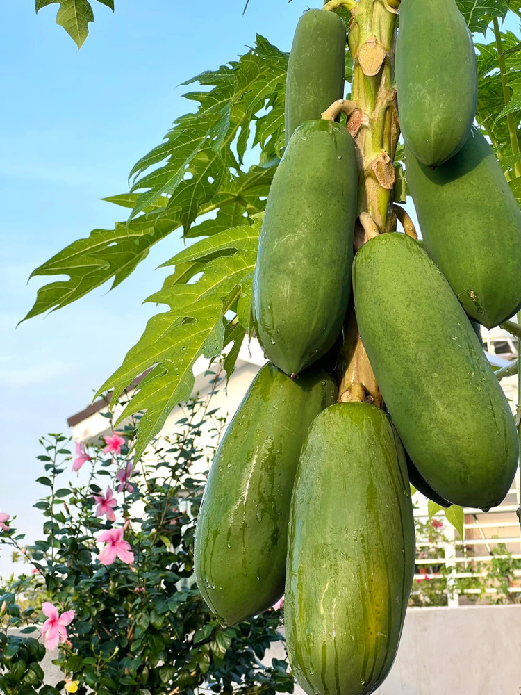 Biet thu san vuon nhu trong co tich cua MC Quyen Linh-Hinh-9