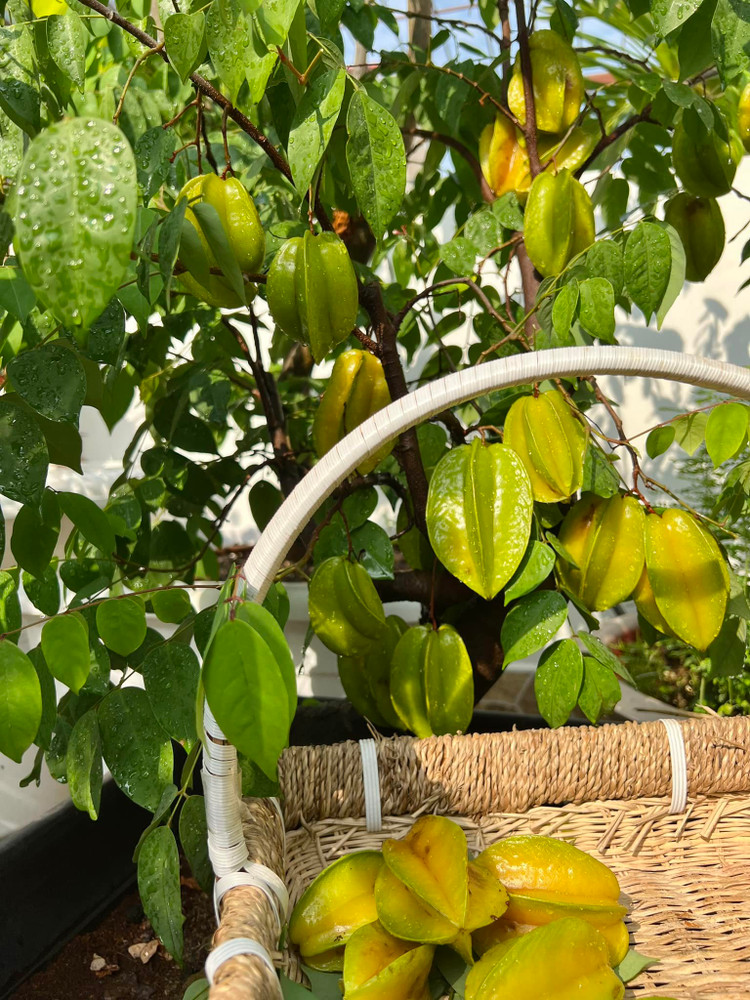 Biet thu san vuon nhu trong co tich cua MC Quyen Linh-Hinh-8