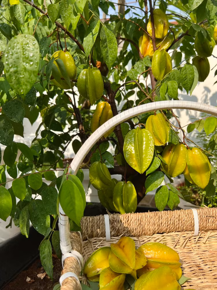 Biet thu san vuon nhu trong co tich cua MC Quyen Linh-Hinh-8