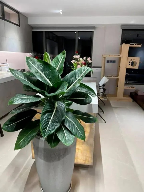 Can ho 20 ty nhu khach san 5 sao cua Tran Thanh - Hari Won-Hinh-7