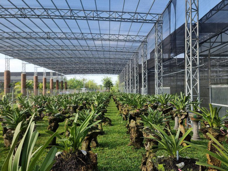 Biet phu 15ha khien dai gia chi 2 ty/thang thue nguoi lam-Hinh-14