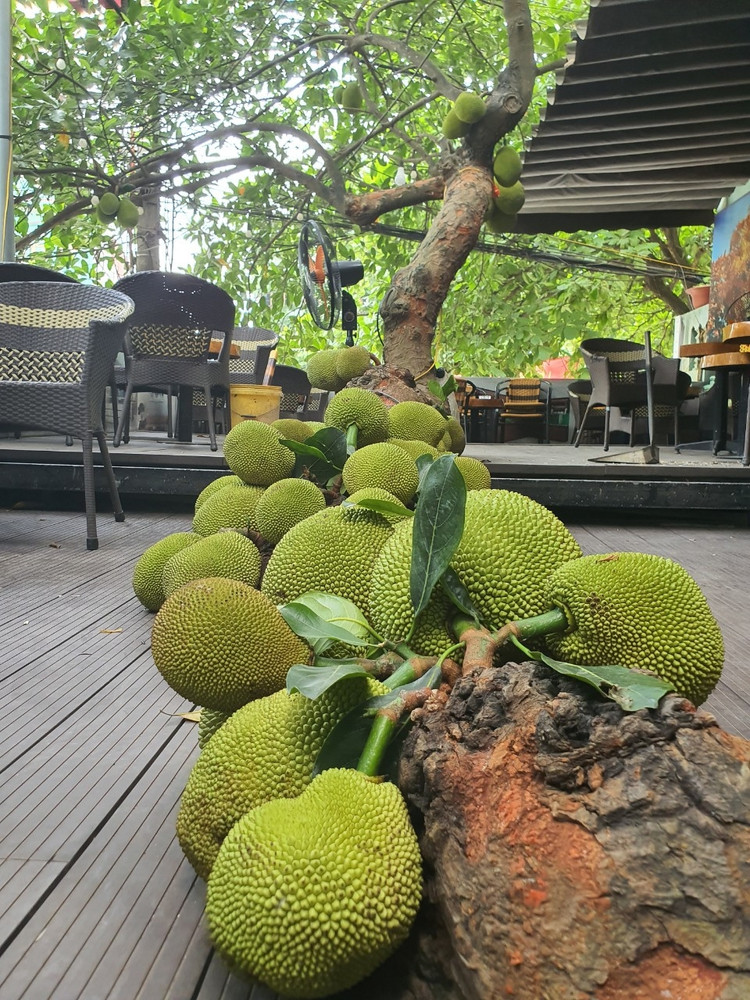 Cay mit qua “chay” tu goc den ngon gay sot o Tuyen Quang-Hinh-3