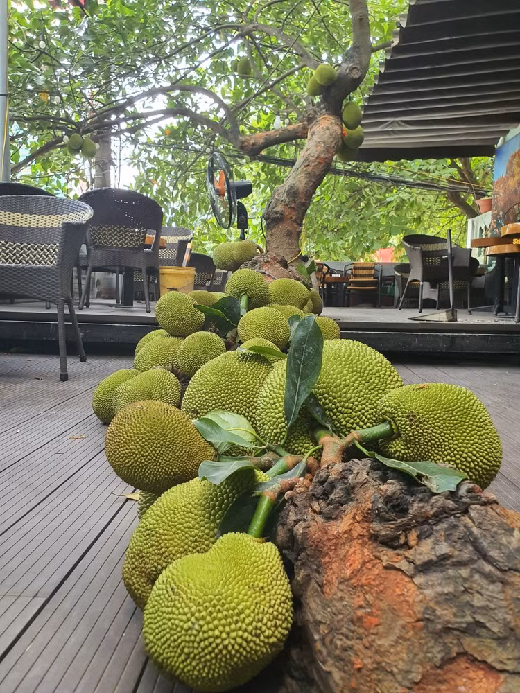 Cay mit qua “chay” tu goc den ngon gay sot o Tuyen Quang-Hinh-3