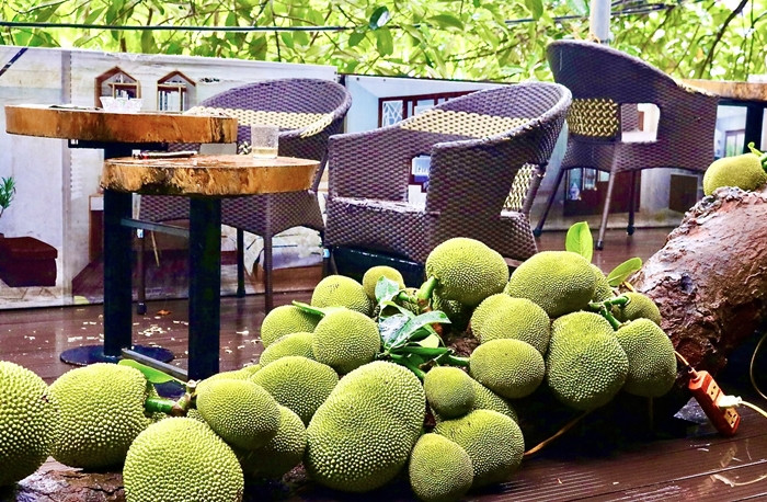 Cay mit qua “chay” tu goc den ngon gay sot o Tuyen Quang-Hinh-10