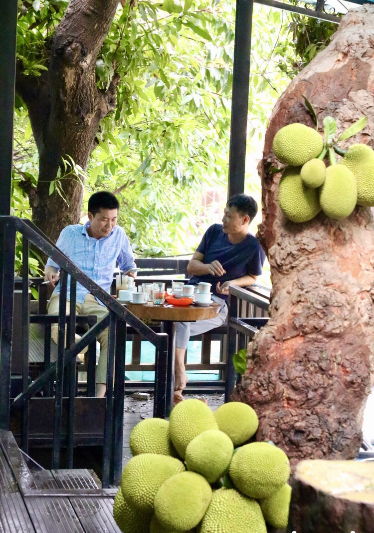 Cay mit qua “chay” tu goc den ngon gay sot o Tuyen Quang-Hinh-5