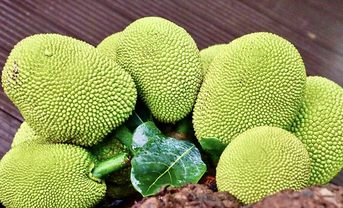 Cay mit qua “chay” tu goc den ngon gay sot o Tuyen Quang-Hinh-8