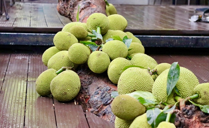 Cay mit qua “chay” tu goc den ngon gay sot o Tuyen Quang-Hinh-7