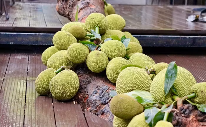 Cay mit qua “chay” tu goc den ngon gay sot o Tuyen Quang-Hinh-7