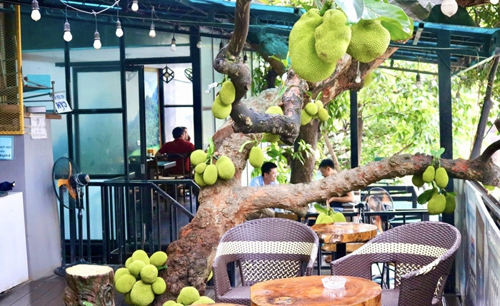 Cay mit qua “chay” tu goc den ngon gay sot o Tuyen Quang-Hinh-2