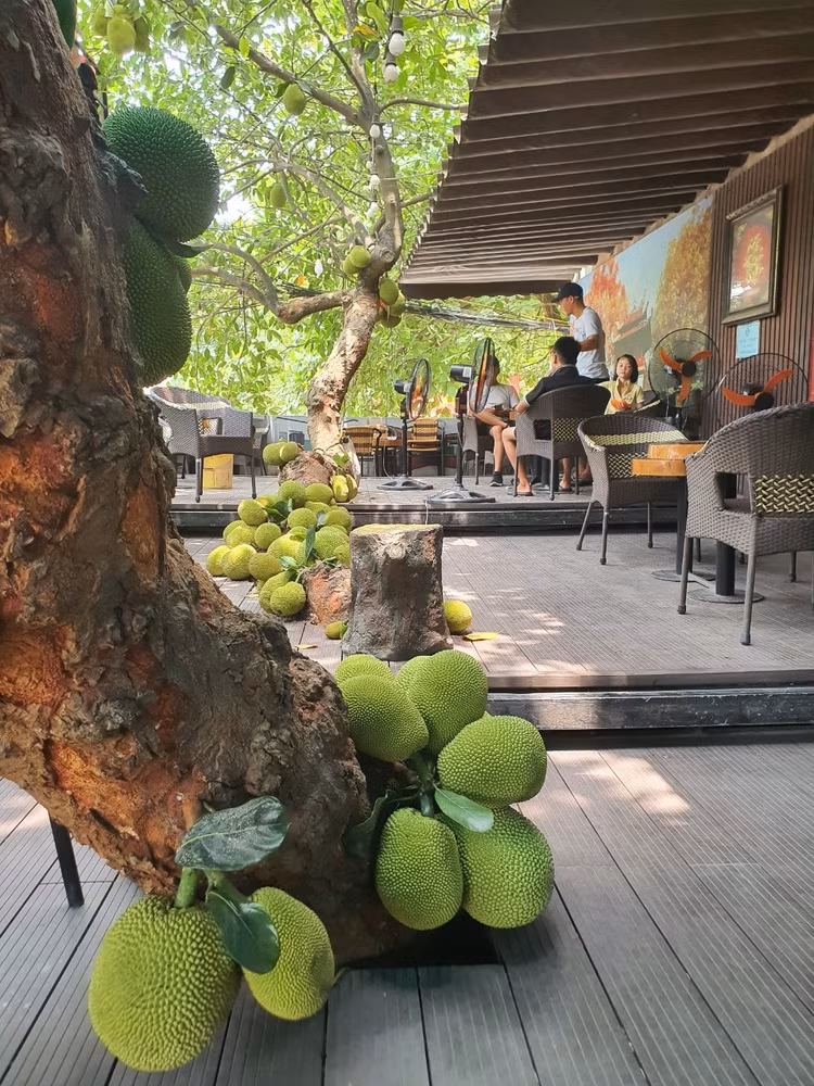 Cay mit qua “chay” tu goc den ngon gay sot o Tuyen Quang