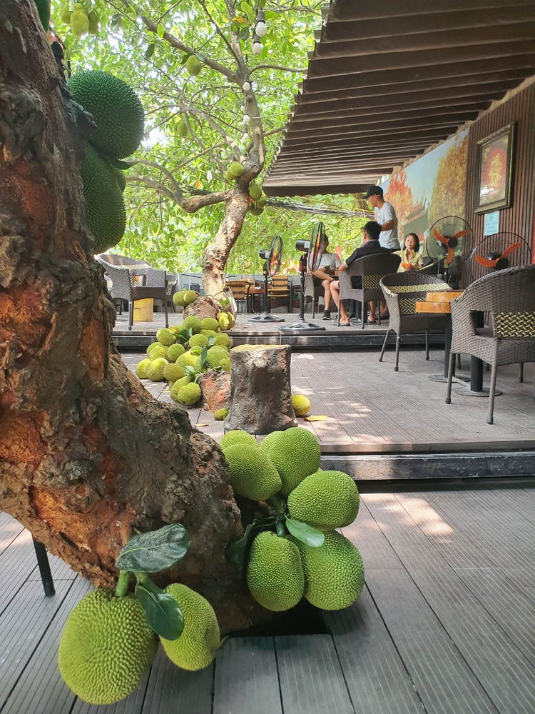 Cay mit qua “chay” tu goc den ngon gay sot o Tuyen Quang