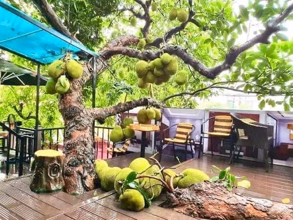 Thich thu ngam nhung cay mit “qua nhieu khong dem noi”-Hinh-4