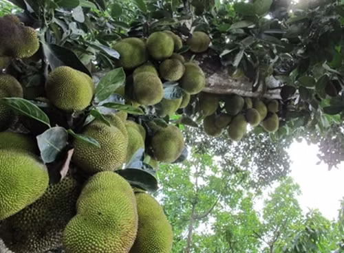 Thich thu ngam nhung cay mit “qua nhieu khong dem noi”-Hinh-9