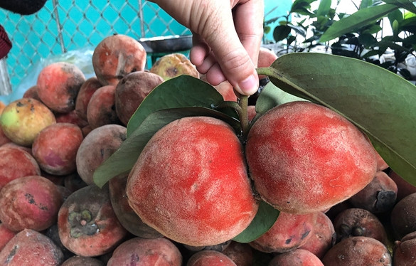 3 loai qua xua khong ai biet gio dan pho “me met” san lung