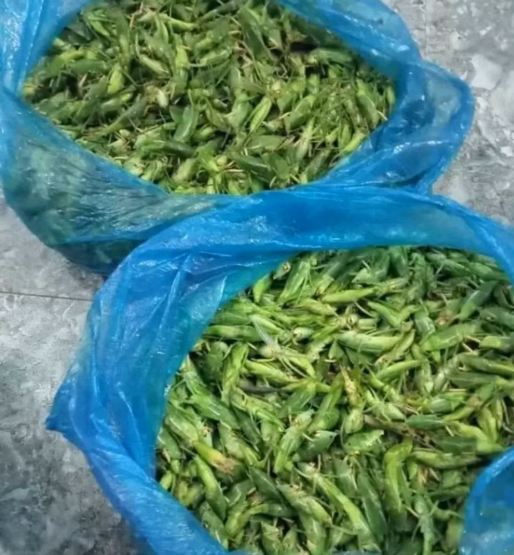 Loai con trung bay day dong gan trieu dong/kg khien nha giau “san lung“-Hinh-8