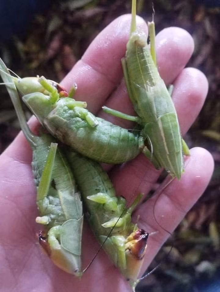 Loai con trung bay day dong gan trieu dong/kg khien nha giau “san lung“-Hinh-5