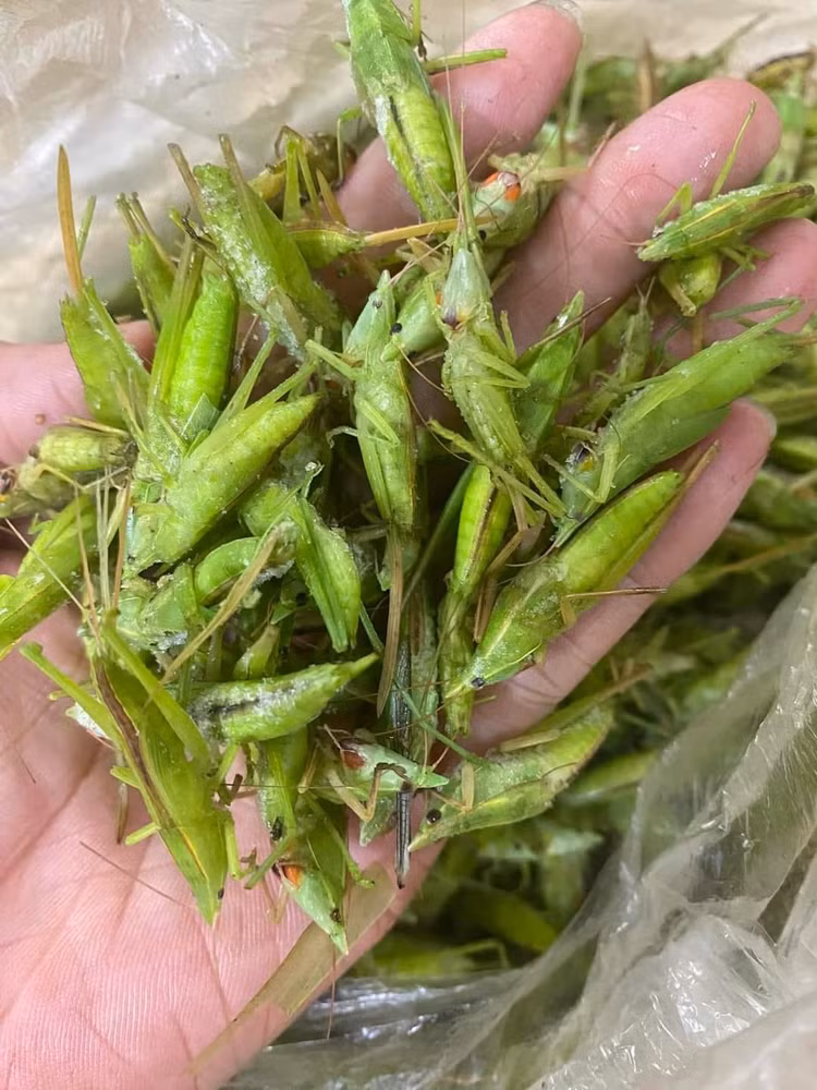 Loai con trung bay day dong gan trieu dong/kg khien nha giau “san lung“-Hinh-4