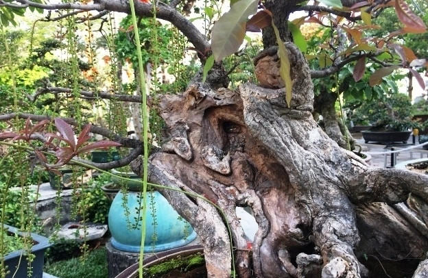 Top 10 bonsai dang quai co 1-0-2 khien dai gia me man-Hinh-7