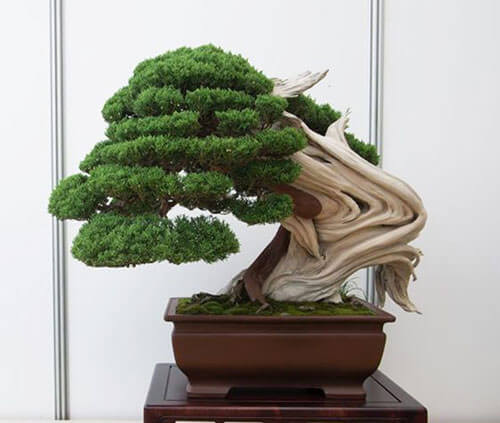 Top 10 bonsai dang quai co 1-0-2 khien dai gia me man-Hinh-5