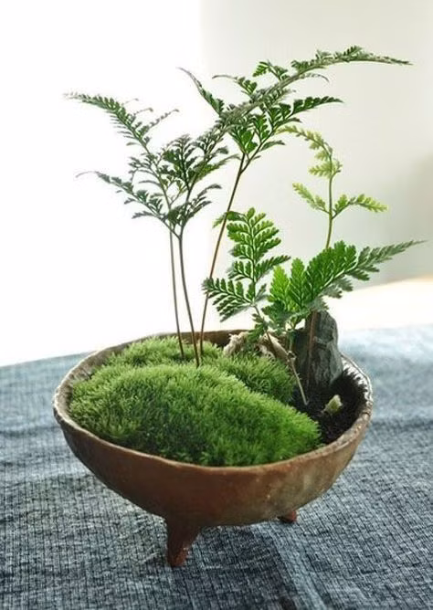 Chiem nguong loat bonsai co dai dep den say long-Hinh-11