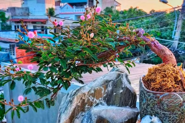 Chiem nguong loat bonsai co dai dep den say long-Hinh-5