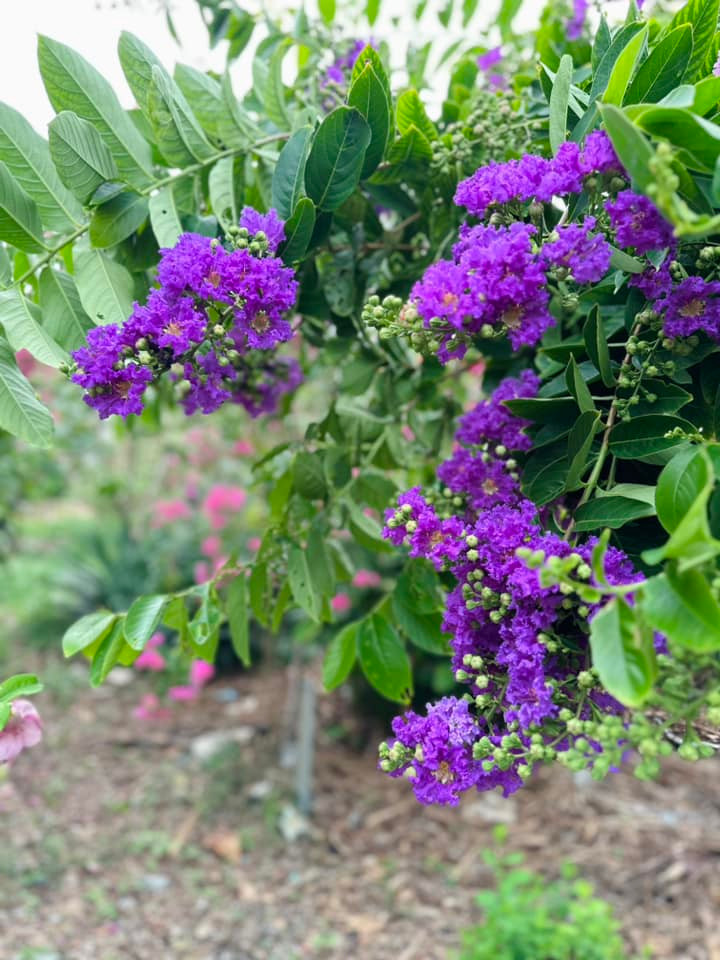 Xuyt xoa khu vuon ngap hoa thom trai ngot 10.000m2 cua My Le-Hinh-7