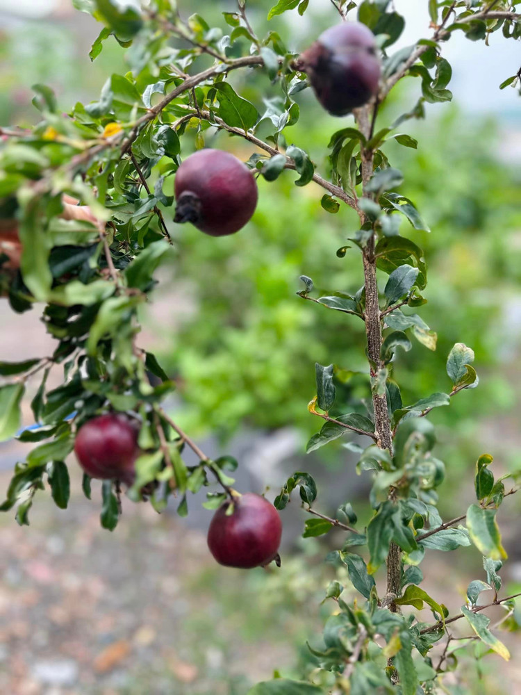 Xuyt xoa khu vuon ngap hoa thom trai ngot 10.000m2 cua My Le-Hinh-5