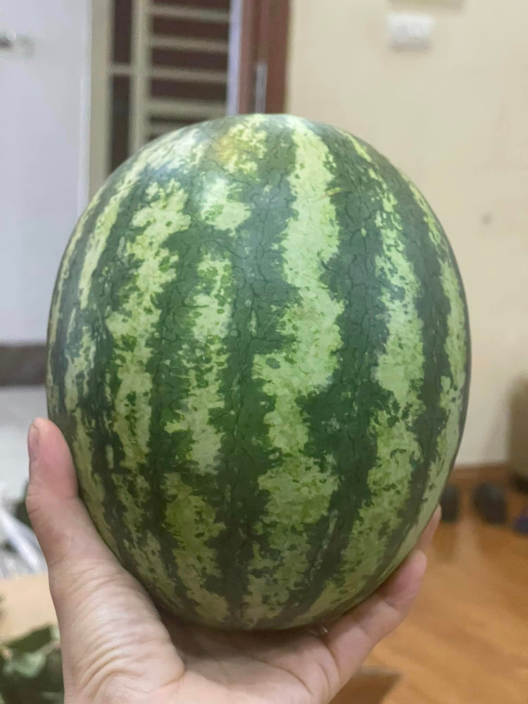 Dua hau mini Han Quoc bat ngo ban day cho voi gia “sieu re”-Hinh-2