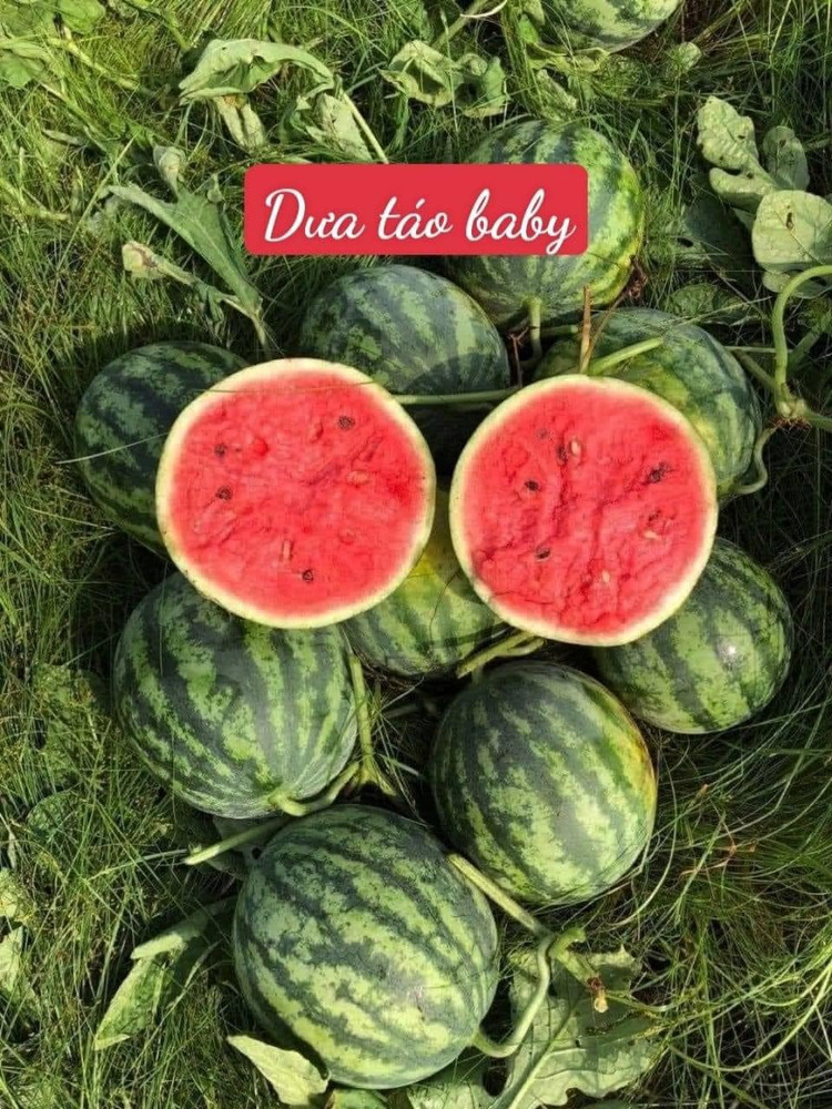 Dua hau mini Han Quoc bat ngo ban day cho voi gia “sieu re”-Hinh-11