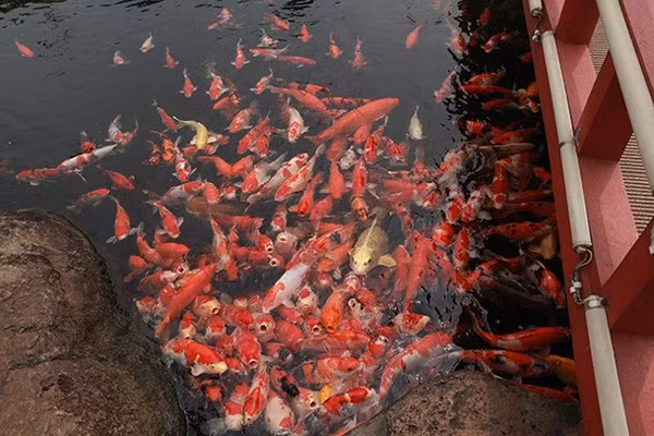 Ho ca Koi 20 ty dep tung chi tiet cua dai gia Thai Nguyen-Hinh-8