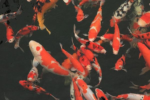 Ho ca Koi 20 ty dep tung chi tiet cua dai gia Thai Nguyen-Hinh-10