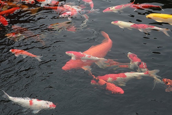 Ho ca Koi 20 ty dep tung chi tiet cua dai gia Thai Nguyen-Hinh-9