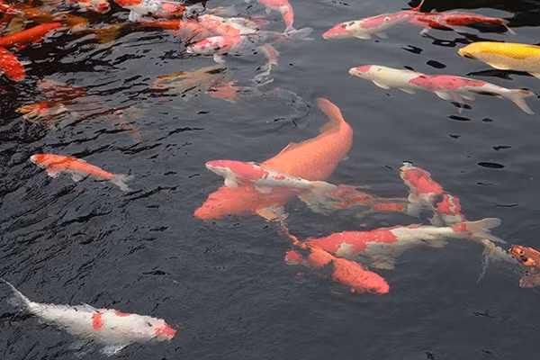 Ho ca Koi 20 ty dep tung chi tiet cua dai gia Thai Nguyen-Hinh-9