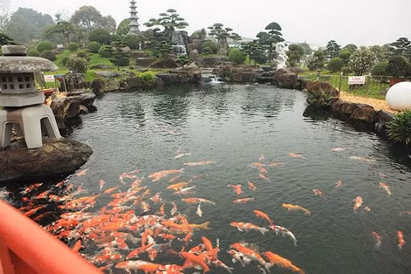 Ho ca Koi 20 ty dep tung chi tiet cua dai gia Thai Nguyen-Hinh-11