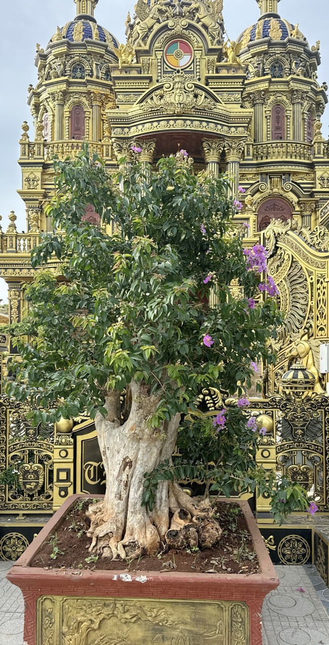 Vuon bonsai “khung” trong lau dai 100 ty cua dai gia xu Nghe-Hinh-8