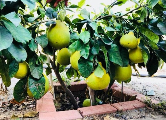 Co gi trong biet thu nha vuon 2.000m2 cua Bang Kieu o My?-Hinh-12