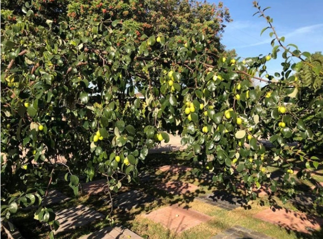 Co gi trong biet thu nha vuon 2.000m2 cua Bang Kieu o My?-Hinh-13