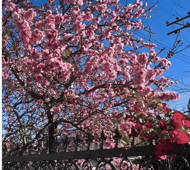 Co gi trong biet thu nha vuon 2.000m2 cua Bang Kieu o My?-Hinh-8